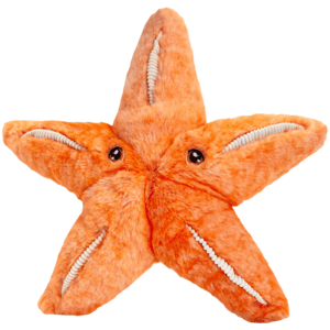 KEEL SE1015 - Mořská hvězdice 25 cm